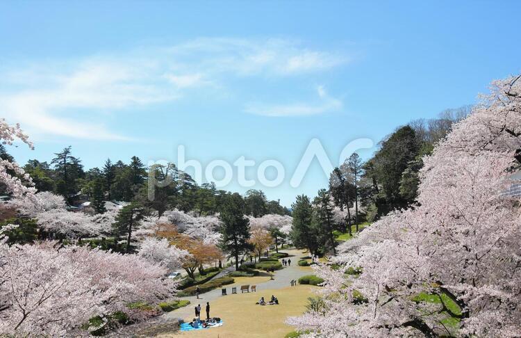 金沢市の城址公園の花見ピクニック 植物,自然,コピースペースの写真素材