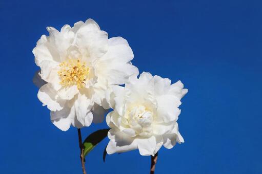 油茶の花 ユチャの花,つばき科,冬期の写真素材