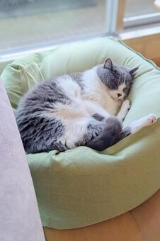 ハチワレ猫の可愛いお昼寝 縦 猫,ねこ,ネコの写真素材