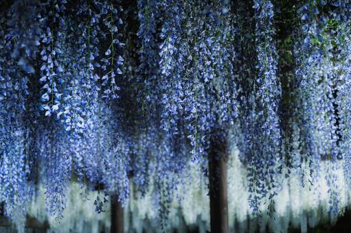 咲き誇る満開の藤の花と奥行きのある夜景 藤,花,紫の写真素材