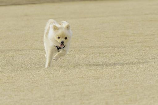 ポメラニアン【生後約7か月】 ポメラニアン,犬,いぬの写真素材