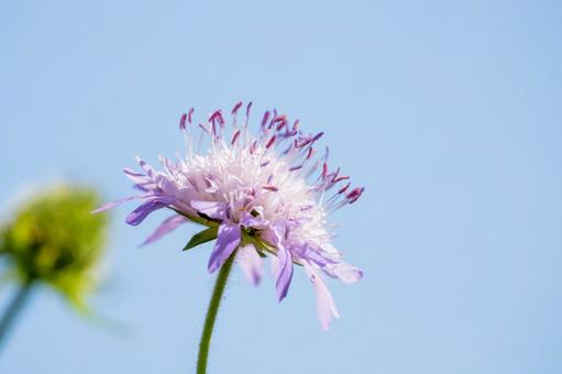 クラウティアアルペンシス⑵ クラウティアアルペンシス⑵ 花,クラウティアアルペンシス,クナウティア・アーベンシスの写真素材