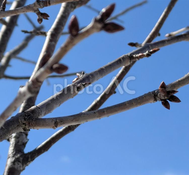 青空とさくらの蕾 木,桜,蕾の写真素材