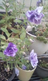 青紫の花 青紫の花の写真