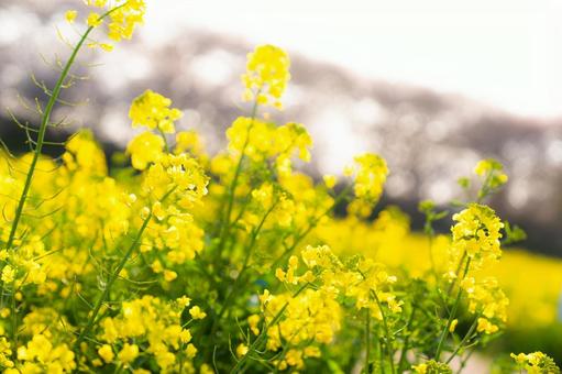 菜の花 菜の花の写真