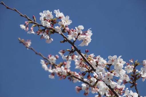 Cherry blossoms in full bloom, JPG Cherry blossoms in full bloom, JPG