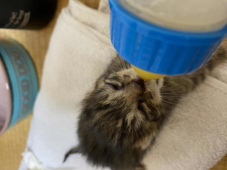 Photo, creatures, biological, kitten, 