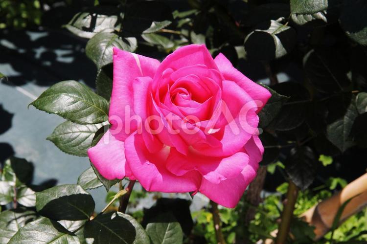 バラ・薔薇　クイーンエリザベス クローズアップ,殿堂入りバラ,ハイブリットティの写真素材