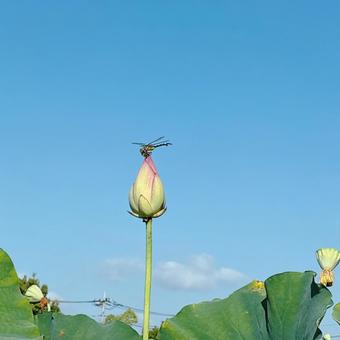 ハスの蕾 ハスの蕾の写真