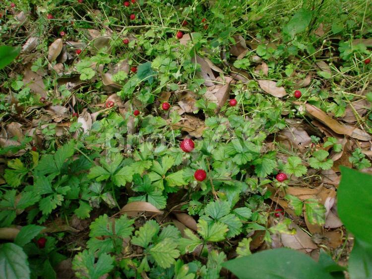 小人の国の野イチゴ畑 森の中の野イチゴ畑,野イチゴ,野イチゴ畑の写真素材