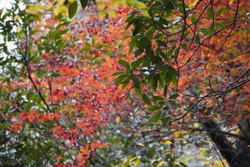 Japan 紅葉 Japan 紅葉の写真