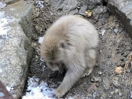 地獄谷野猿公苑 猿 地獄谷野猿公苑 猿の写真