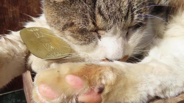 猫に小判 猫,小判,猫に小判の写真素材
