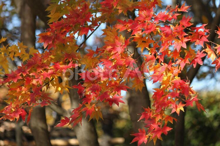 赤と黄のもみじ もみじ,モミジ,紅葉の写真素材