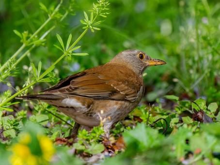 地面を歩くシロハラ 地面を歩くシロハラ シロハラ,野鳥,鳥の写真素材