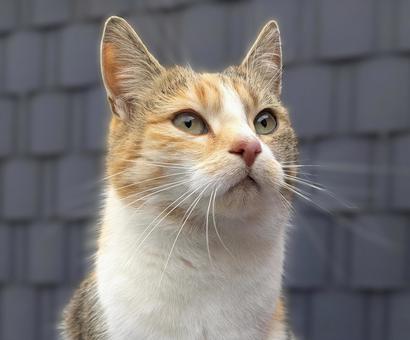 野良猫 三毛猫 野良猫 三毛猫の写真