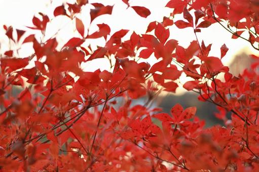 紅葉した葉 紅葉した葉の写真