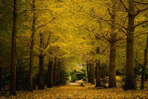 <素材>紅葉した秋のイチョウと枯葉の絨毯 <素材>紅葉した秋のイチョウと枯葉の絨毯 紅葉,イチョウ,イチョウ並木の写真素材