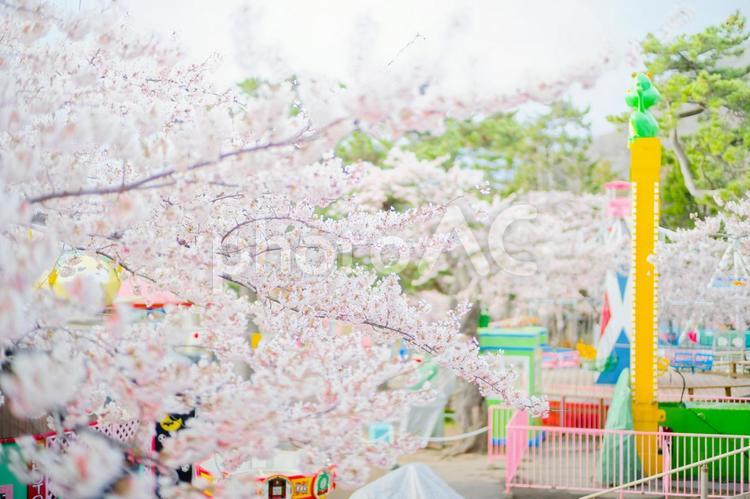函館公園の桜 函館公園の桜,桜,函館公園の写真素材
