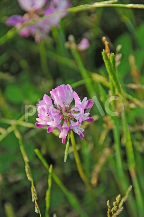 れんげ草畑 鹿児島県出水市 れんげ草畑 鹿児島県出水市 レンゲソウ,蓮華草,花の写真素材