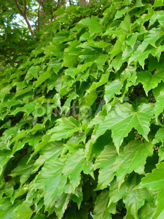 新緑の蔦が美しい！ 新緑,蔦,蔓性植物の写真素材