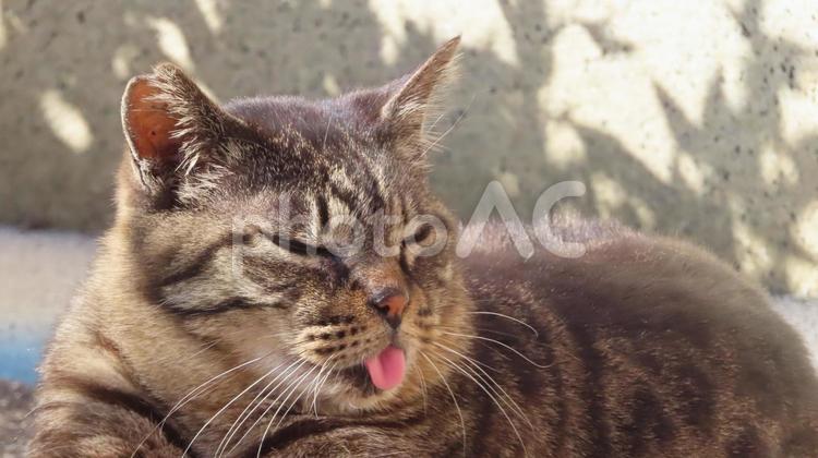 真贋を見極め中のもふもふな猫神様 猫,キジトラ,顔の写真素材