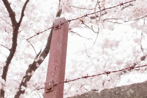 さくら3 さくら3の写真