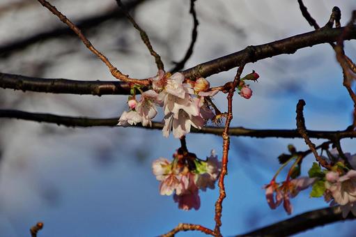 池田城跡公園のジュウガツザクラ ジュウガツザクラ,十月桜,サクラの写真素材