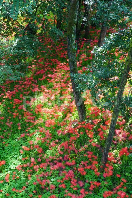 曼珠沙華の森　② 背景,風景,自然の写真素材