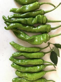 夏野菜のイメージ 夏野菜のイメージの写真