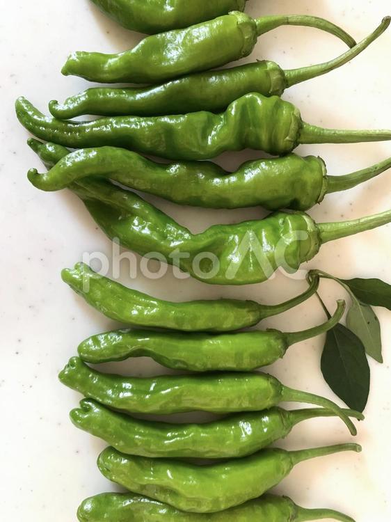 夏野菜のイメージ ししとう,甘長とうがらし,夏野菜の写真素材