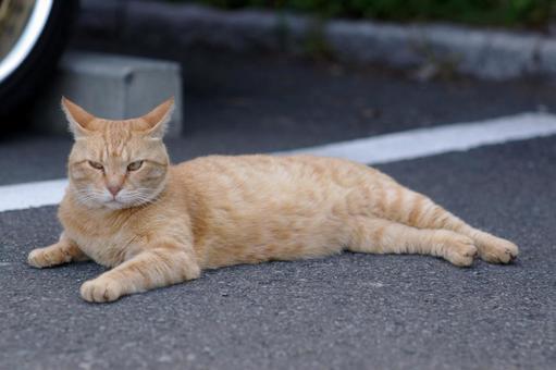 寝転ぶ駐車場の茶トラ猫② 寝転ぶ駐車場の茶トラ猫② ネコ,ノラ猫,茶トラ猫の写真素材