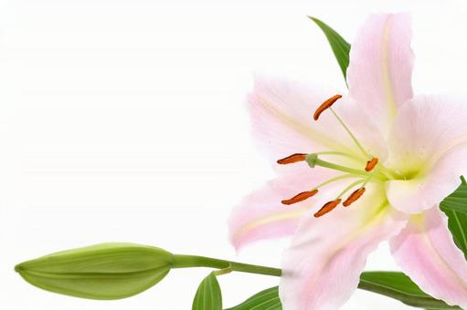 ピンク色の百合の花の背景 ピンク色の百合の花の背景の写真