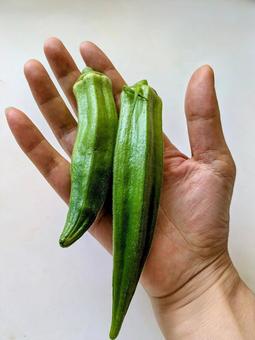 大きなオクラ 大きなオクラ オクラ,野菜,緑の写真素材