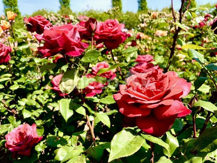 くすんだ赤い薔薇の写真 画像,風景,自然の写真素材