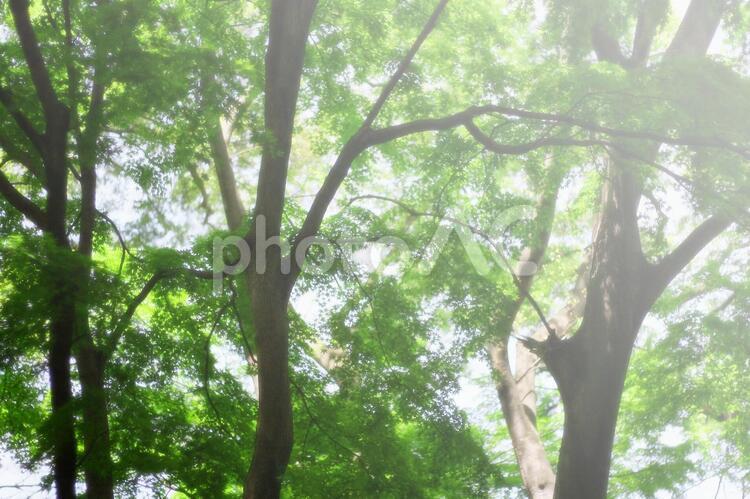 まぶしい自然の背景素材 背景,日差し,青もみじの写真素材