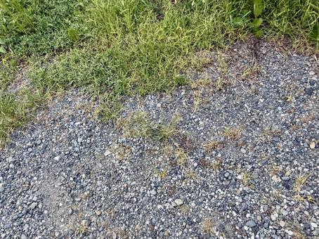 道端の雑草 道端の雑草の写真