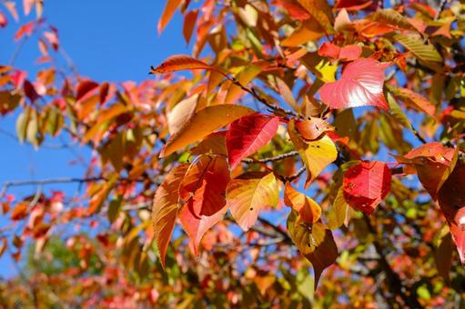 青空とたくさん紅葉した葉をつけた街路樹 紅葉,赤,オレンジの写真素材