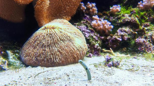 チンアナゴの水槽 チンアナゴの水槽 チンアナゴ,水族館,動物の写真素材
