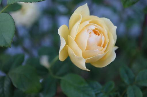 バラ園にて黄色い薔薇を撮りましたの写真