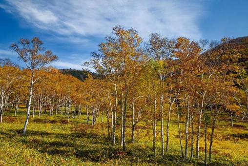 ダケカンバの紅葉 ダケカンバの紅葉 ダケカンバ,白樺,紅葉の写真素材