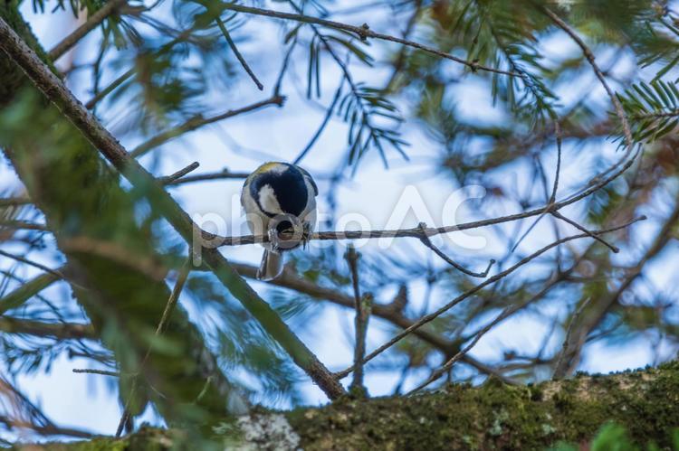 木の枝で食事するシジュウカラ シジュウカラ,野鳥,小鳥の写真素材