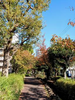東京の紅葉・葛西親水四季の道(江戸川区) 東京の紅葉・葛西親水四季の道(江戸川区) 秋,紅葉,葛西親水四季の道の写真素材