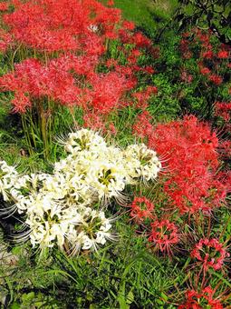 色鮮やかな彼岸花 色鮮やかな彼岸花 彼岸花,シロバナマンジュシャゲ,秋の写真素材