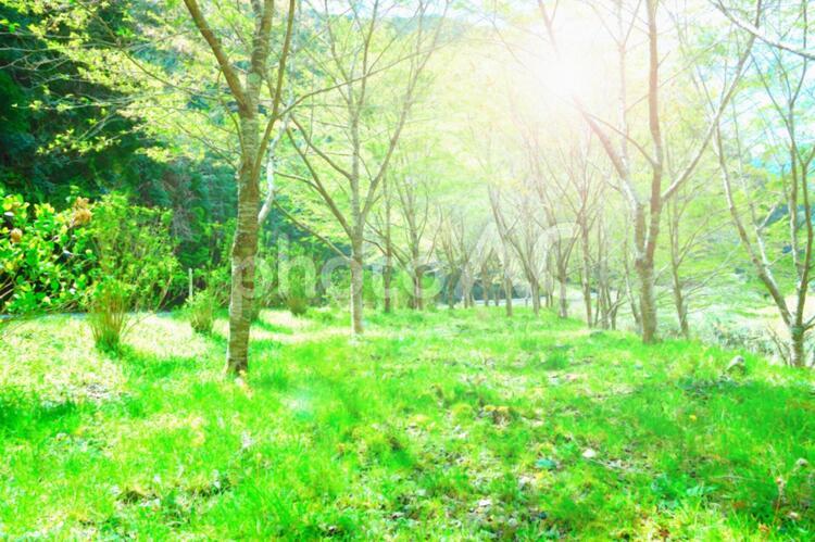 林の風景 林,山,逆光の写真素材