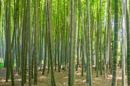 青々とした竹林 青々とした竹林の写真