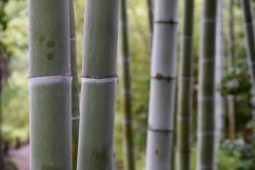 竹林 竹,竹藪,竹やぶの写真素材