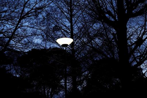 夕方の電灯 夕方の電灯の写真
