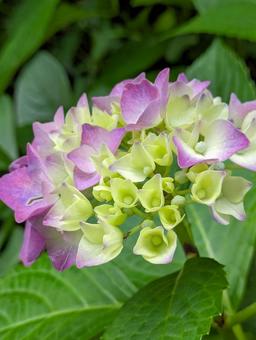 アジサイの花 アジサイの花 紫陽花,花,花木の写真素材