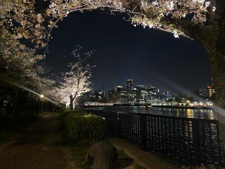 大都会にて 夜景,大都会,桜の写真素材